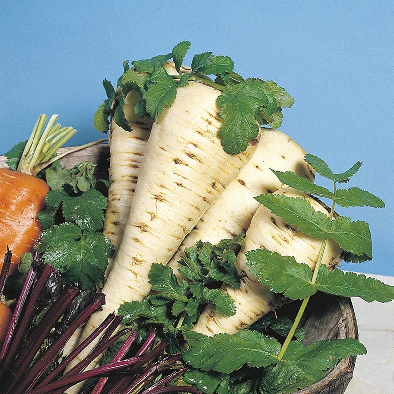 dt-brown VEGETABLE SEEDS Parsnip White Gem Seeds