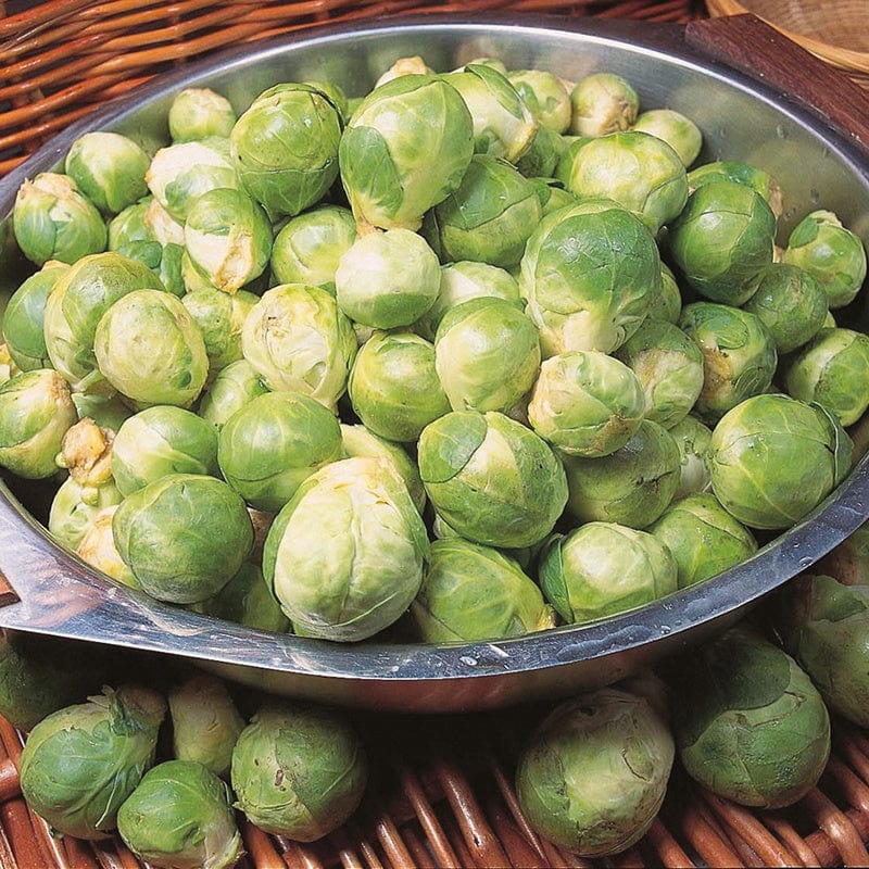 dt-brown VEGETABLE SEEDS Brussels Sprout Cascade F1 AGM Seeds