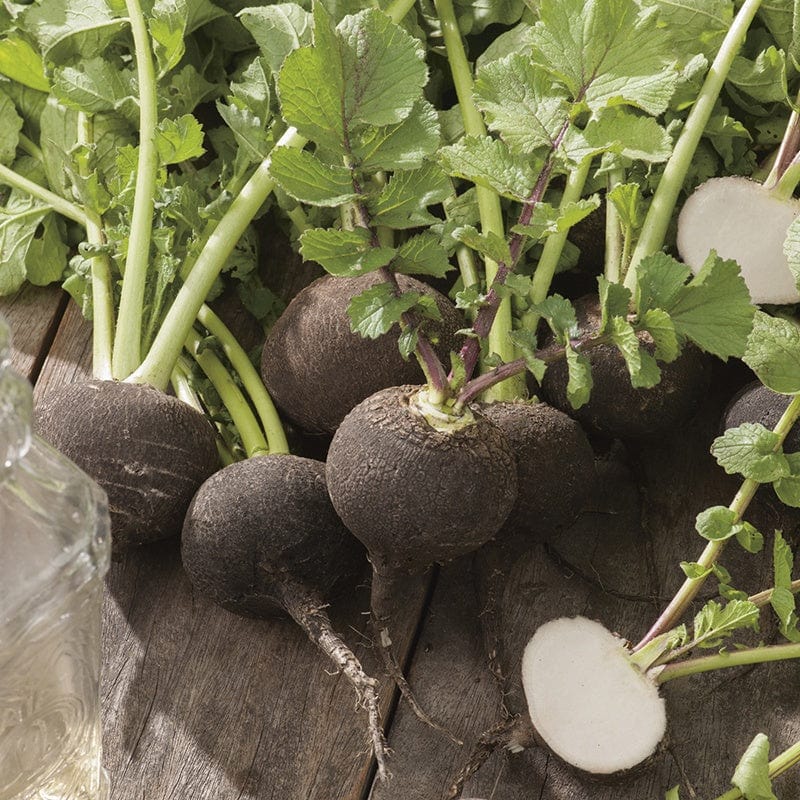 dt-brown VEGETABLE SEEDS Radish (Winter) Black Spanish Round Seeds