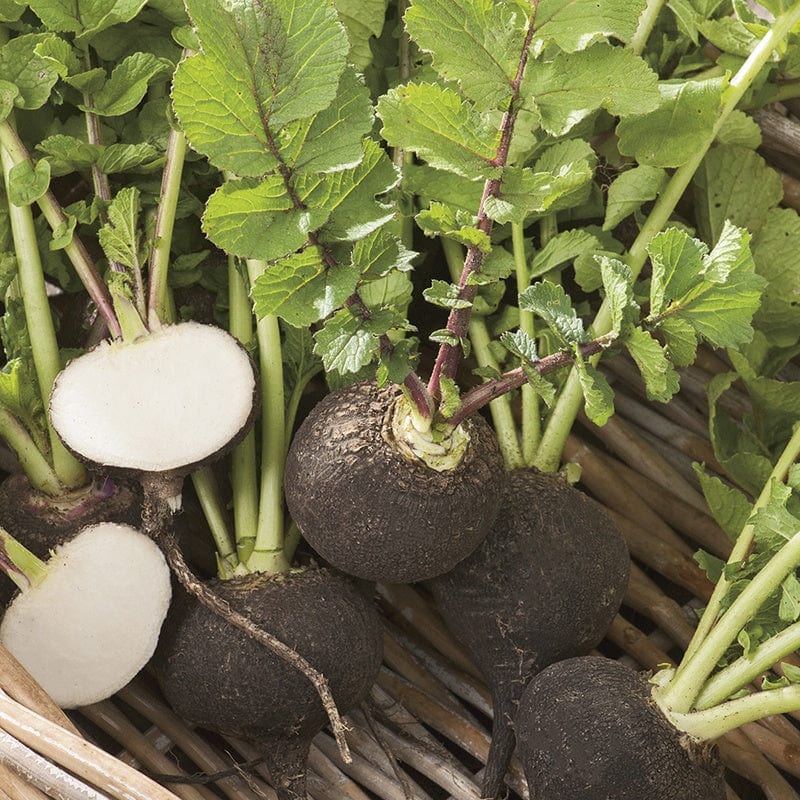 dt-brown VEGETABLE SEEDS Radish (Winter) Black Spanish Round Seeds