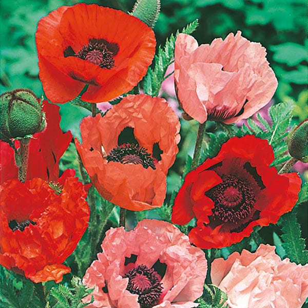 dt-brown FLOWER SEEDS Poppy  Oriental Mixed Seeds