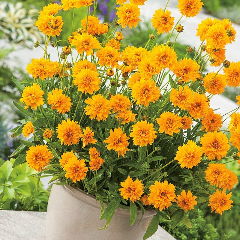 dt-brown FLOWER SEEDS Coreopsis Early Sunrise