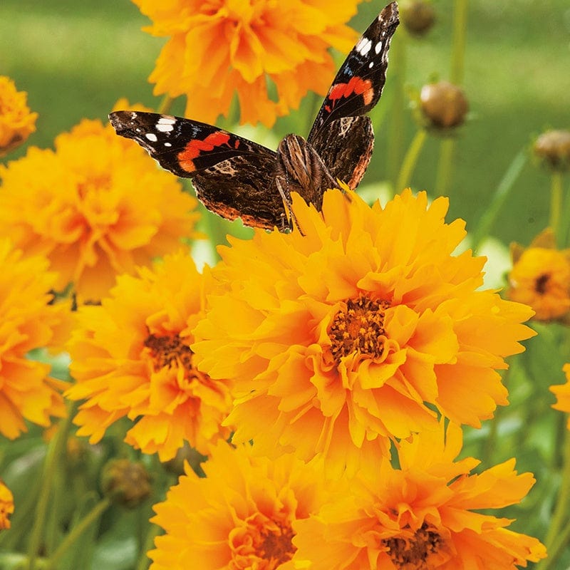 dt-brown FLOWER SEEDS Coreopsis Early Sunrise