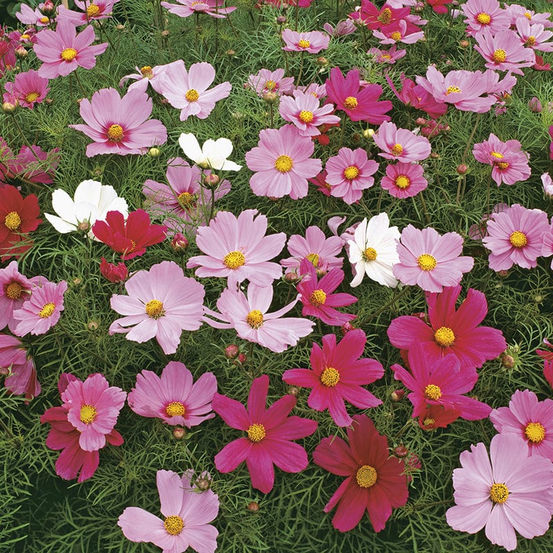 dt-brown FLOWER SEEDS Cosmos Sonata Mixed Flower Seeds