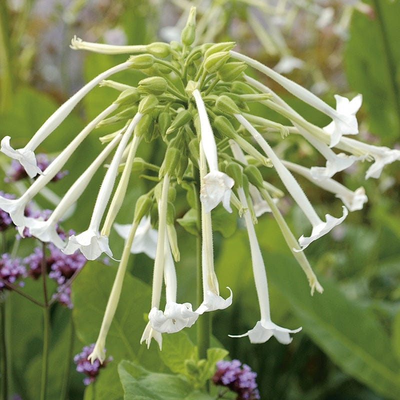 dt-brown FLOWER SEEDS Nicotiana sylvestris AGM Flower Seeds