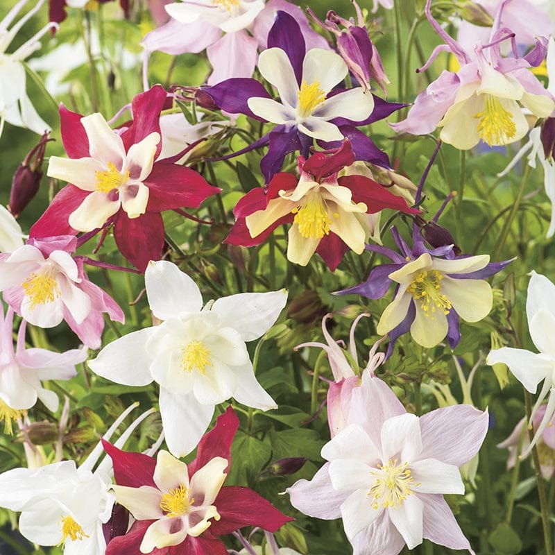 dt-brown FLOWER SEEDS Aquilegia McKana Hybrids Flower Seeds