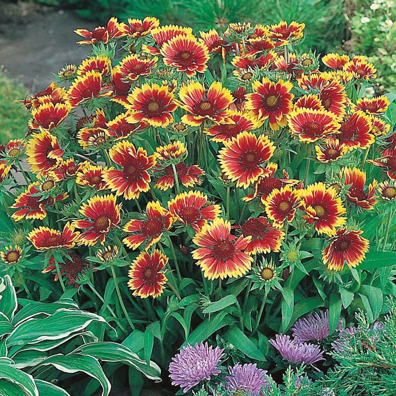 dt-brown FLOWER SEEDS Gaillardia Goblin Flower Seeds