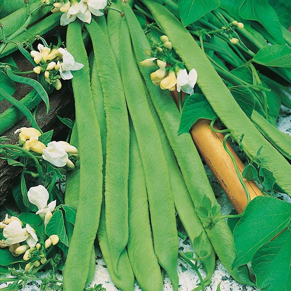 Runner Bean Seeds