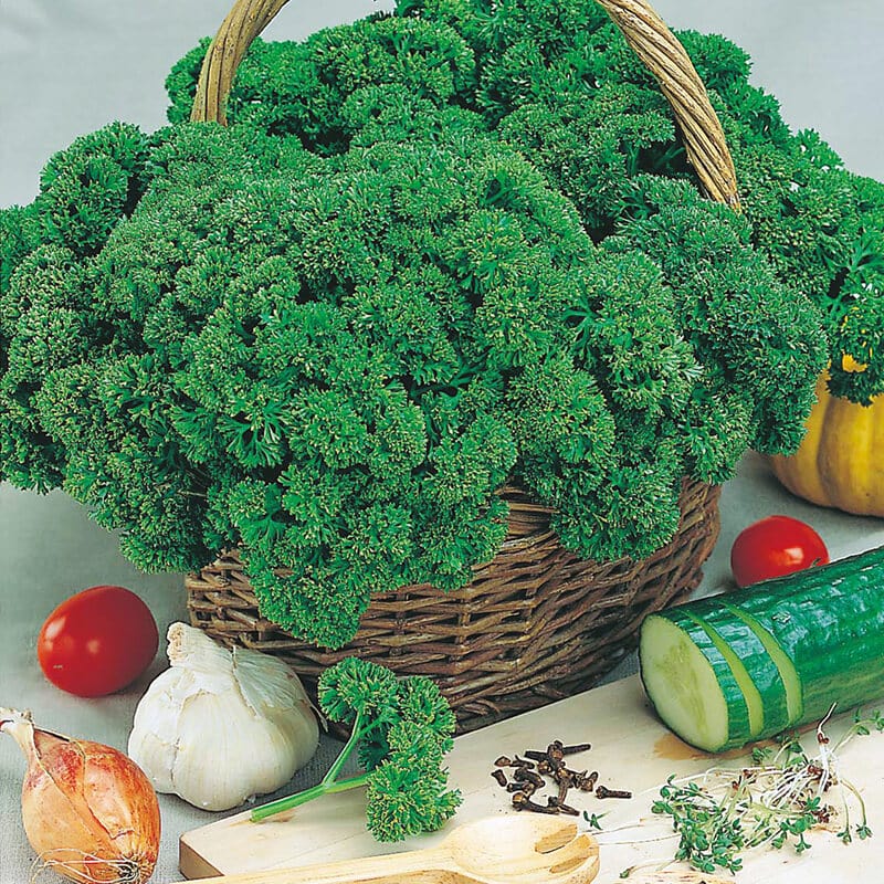 dt-brown VEGETABLE SEEDS Parsley Afrodite Seeds