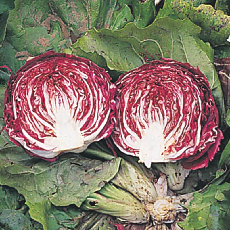 dt-brown VEGETABLE SEEDS Radicchio Cesare Seeds