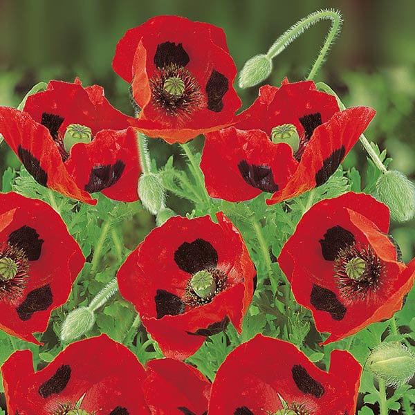 dt-brown FLOWER SEEDS Poppy Ladybird Flower Seeds