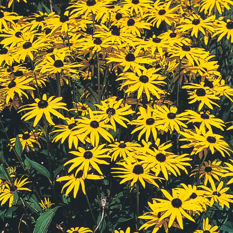 dt-brown FLOWER SEEDS Rudbeckia (Perennial) Fulgida Var Speciosa Flower Seeds