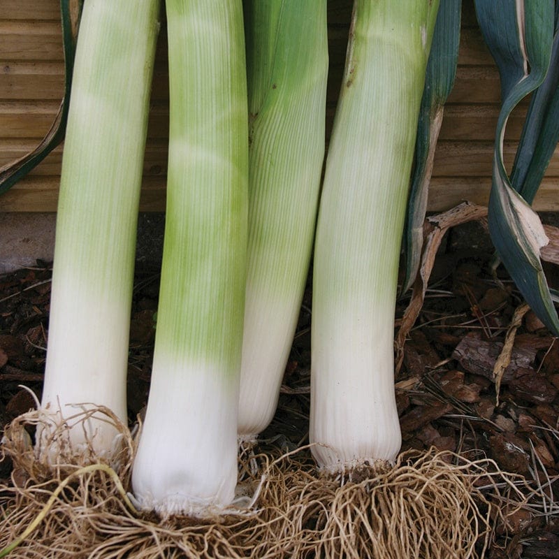 dt-brown VEGETABLE SEEDS Leek Musselburgh Seeds