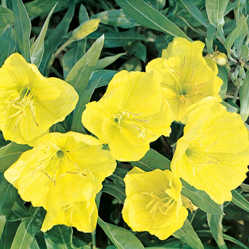 dt-brown FLOWER SEEDS Evening Primrose Flower Seeds