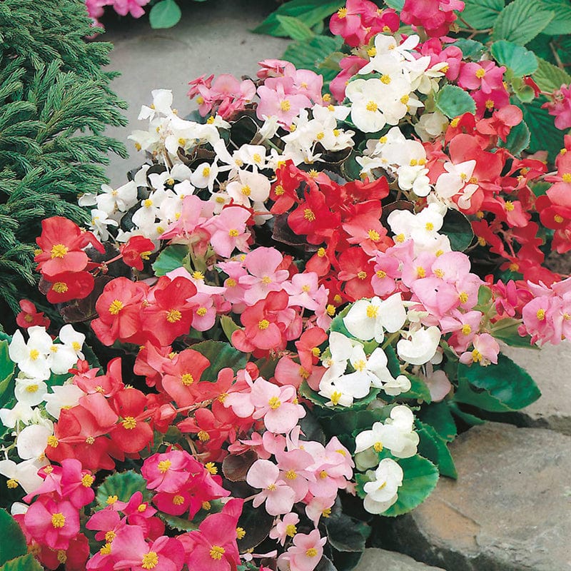 dt-brown FLOWER SEEDS Begonia DTB Special Mix F1 Flower Seeds