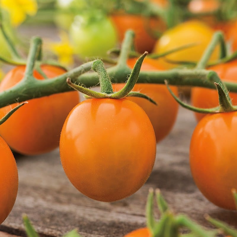 dt-brown VEGETABLE SEEDS Tomato Sungold F1 Seeds