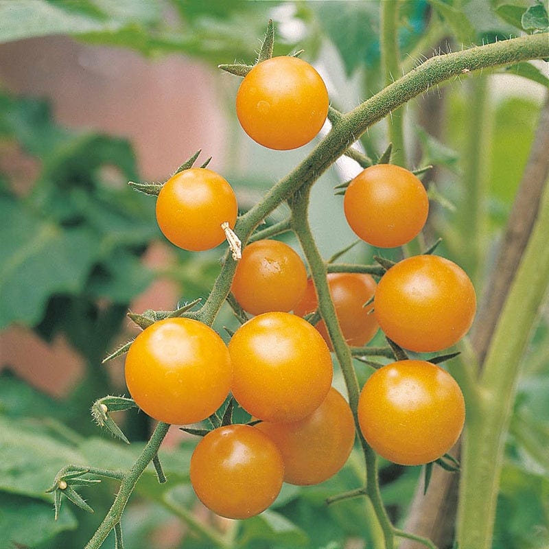 dt-brown VEGETABLE PLANTS 3 x 9cm Potted Plants (LATE) Tomato Sungold F1 AGM (Cherry) Veg Plants