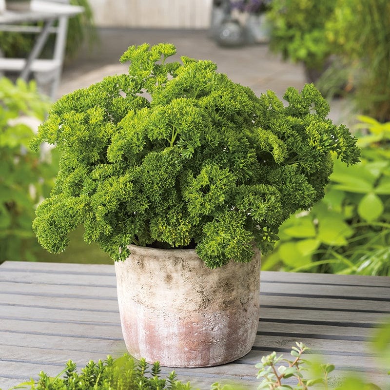 dt-brown VEGETABLE SEEDS Parsley Moss Curled 2 Seeds