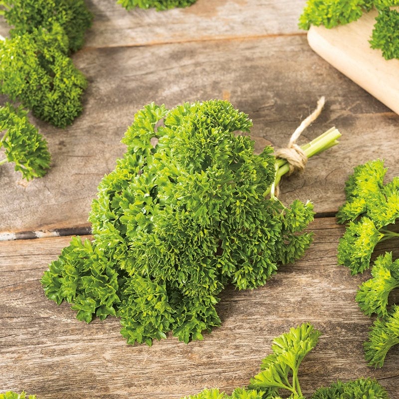 dt-brown VEGETABLE SEEDS Parsley Moss Curled 2 Seeds