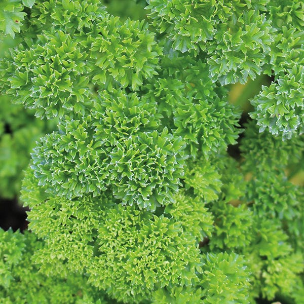 dt-brown VEGETABLE SEEDS Parsley Moss Curled 2 Seeds