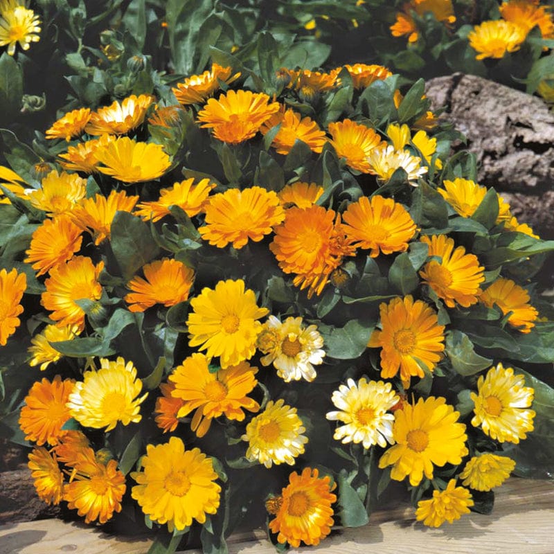 dt-brown FLOWER SEEDS Calendula Daisy Mixed Flower Seeds