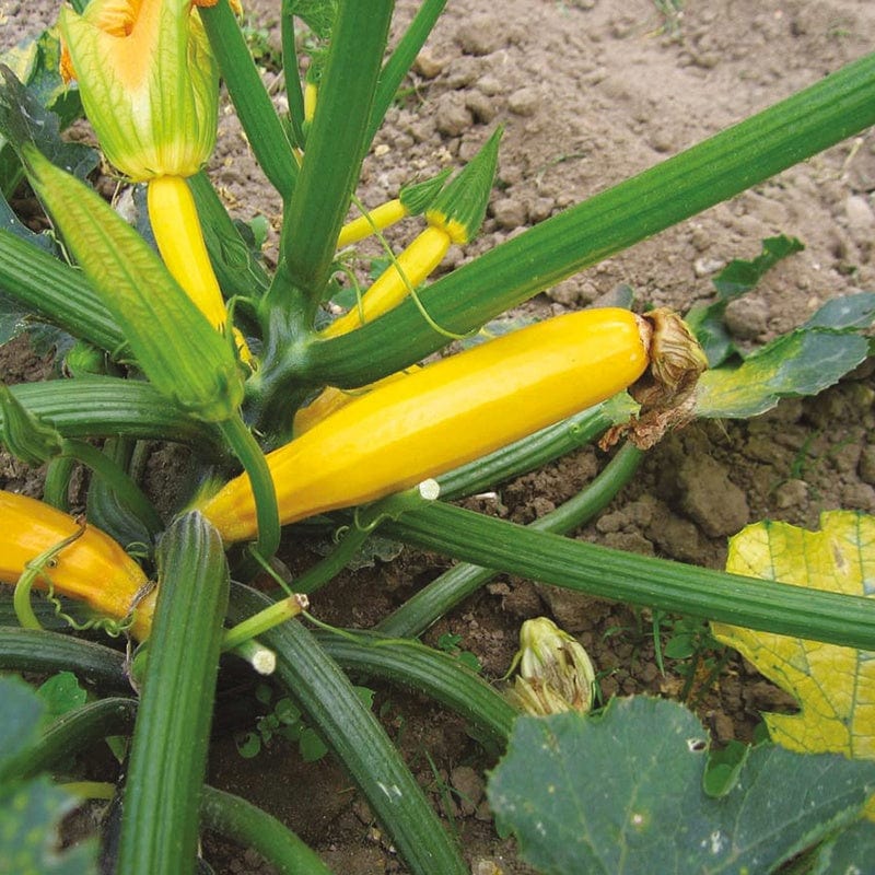 dt-brown VEGETABLE SEEDS Courgette Atena Polka F1 Seeds