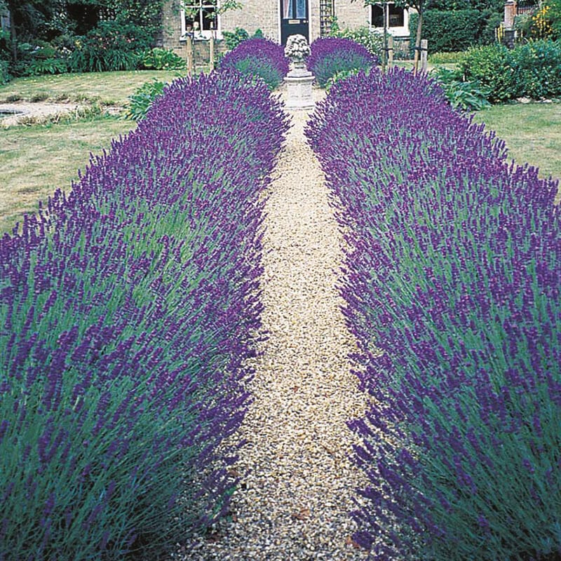 dt-brown FLOWER SEEDS Lavender Hidcote Blue Flower Seeds