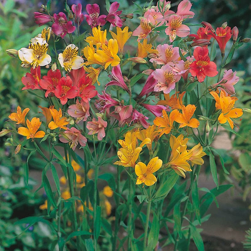 dt-brown FLOWER SEEDS Alstroemeria Ligtu Hybrids Flower Seeds