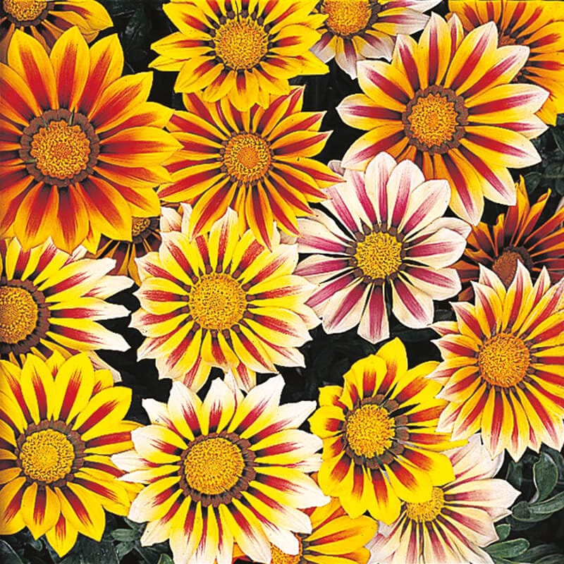 dt-brown FLOWER PLANTS Gazania, Tiger Stripes Mixed F1 Flower Plants