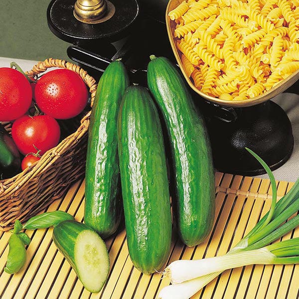 dt-brown VEGETABLE SEEDS Cucumber Passandra F1 Seeds