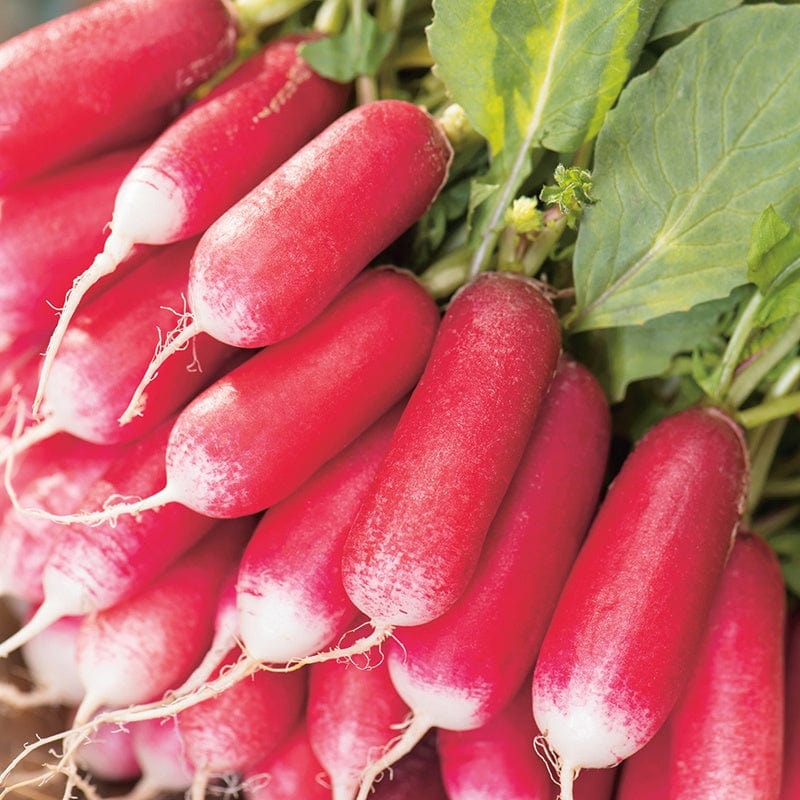 dt-brown VEGETABLE SEEDS Radish French Breakfast 3 AGM Seeds 25g