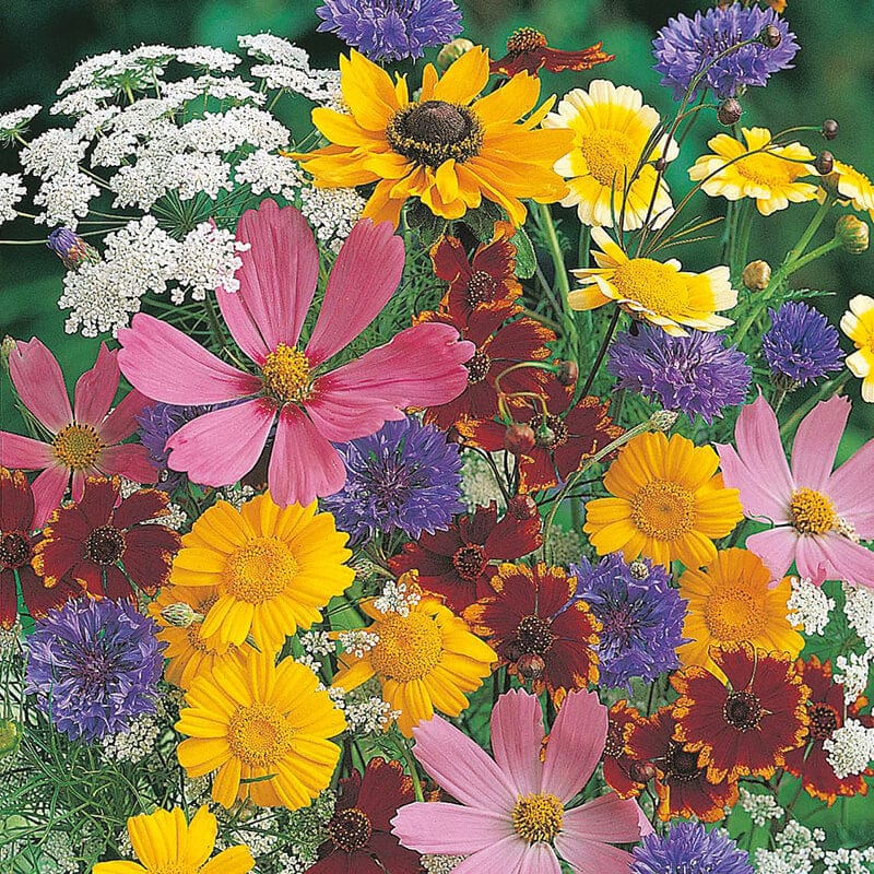 dt-brown FLOWER SEEDS Wildlife Friendly Mix Flower Seeds