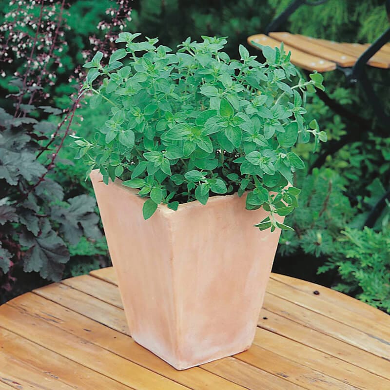 dt-brown VEGETABLE SEEDS Herbs Oregano Seeds