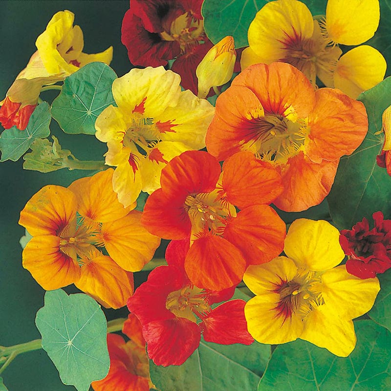 dt-brown FLOWER SEEDS Nasturtium Trailing Mixed Flower Seeds