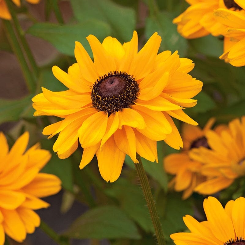 dt-brown FLOWER SEEDS Rudbeckia Toto AGM Flower Seeds