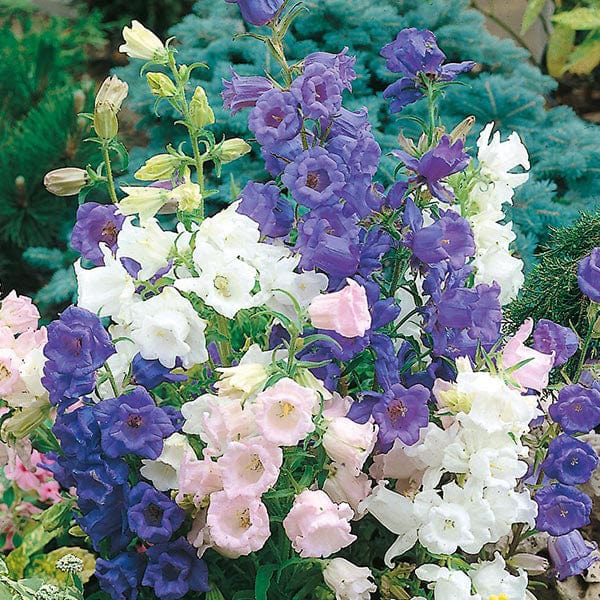 dt-brown FLOWER SEEDS Canterbury Bells Cup & Saucer Mixed Flower Seeds