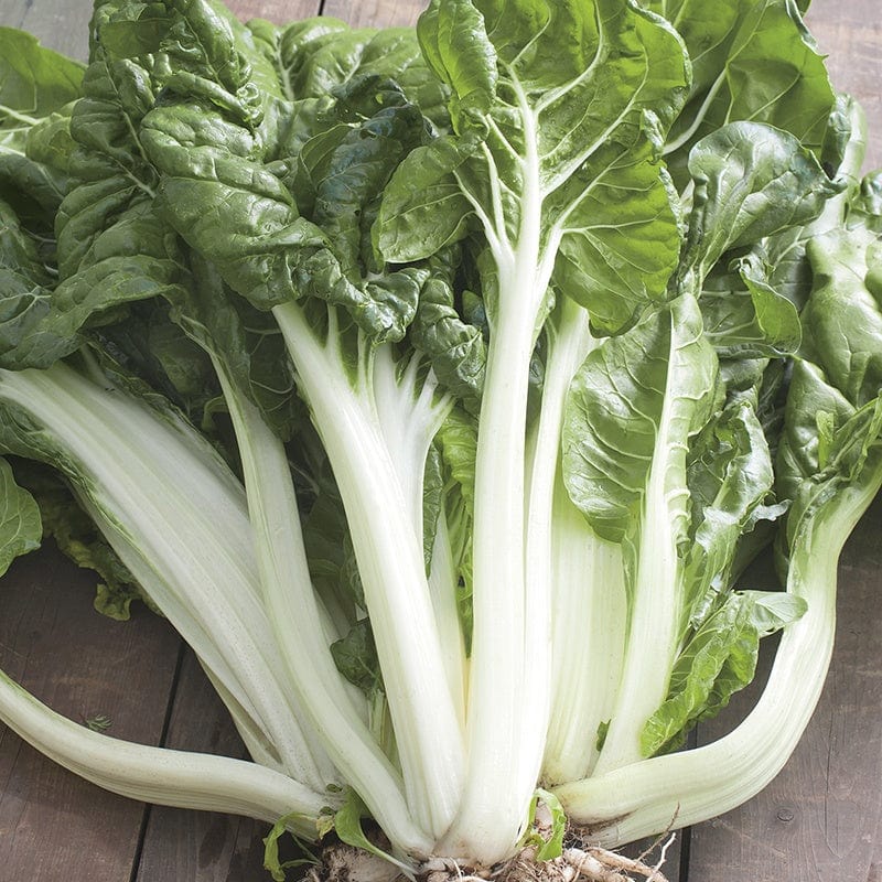 dt-brown VEGETABLE SEEDS Chard White Silver 2 AGM Seeds