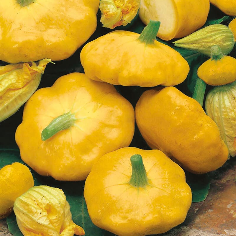 dt-brown VEGETABLE SEEDS Squash (Summer) Sunburst F1 AGM Seeds