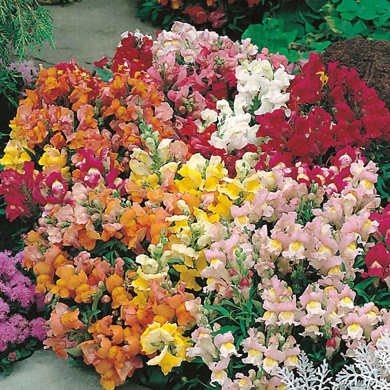 dt-brown FLOWER SEEDS Antirrhinum Tom Thumb Mixed Flower Seeds