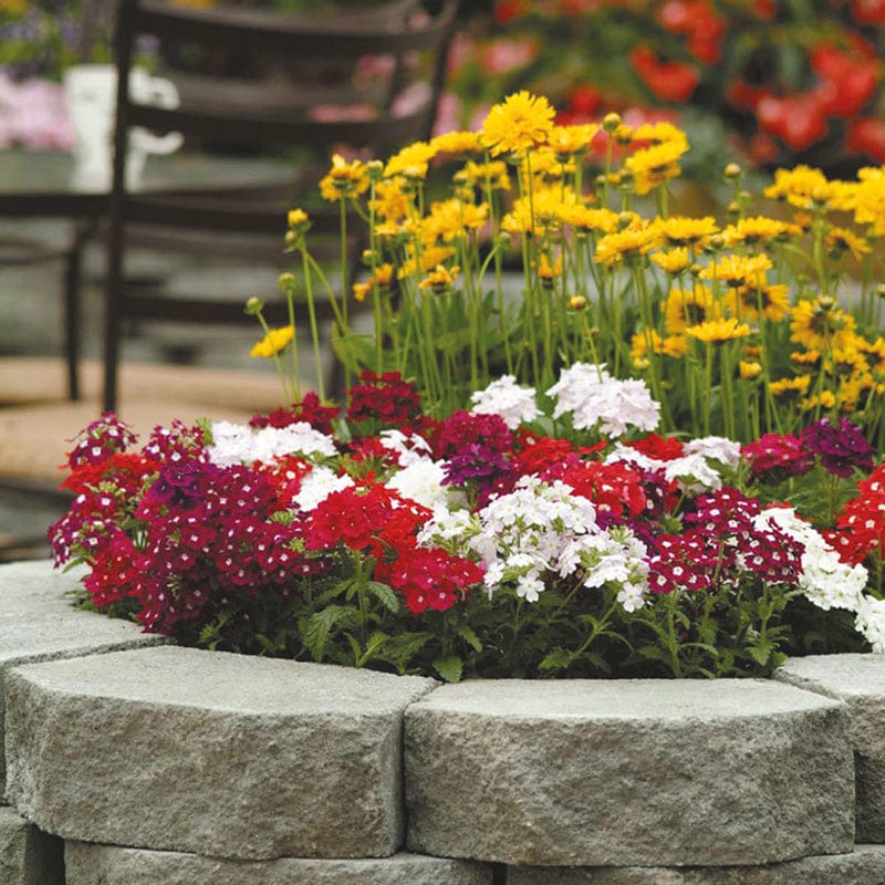 dt-brown FLOWER SEEDS Verbena Quartz Mixed F1 Flower Seeds