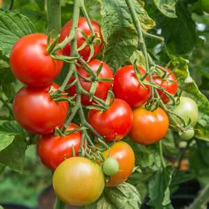 dt-brown VEGETABLE PLANTS Tomato Shirley AGM (Medium) Veg Plants