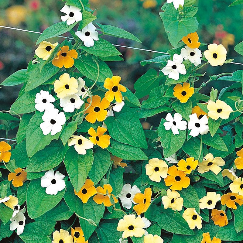 dt-brown FLOWER SEEDS Thunbergia Susie Mixed Flower Seeds