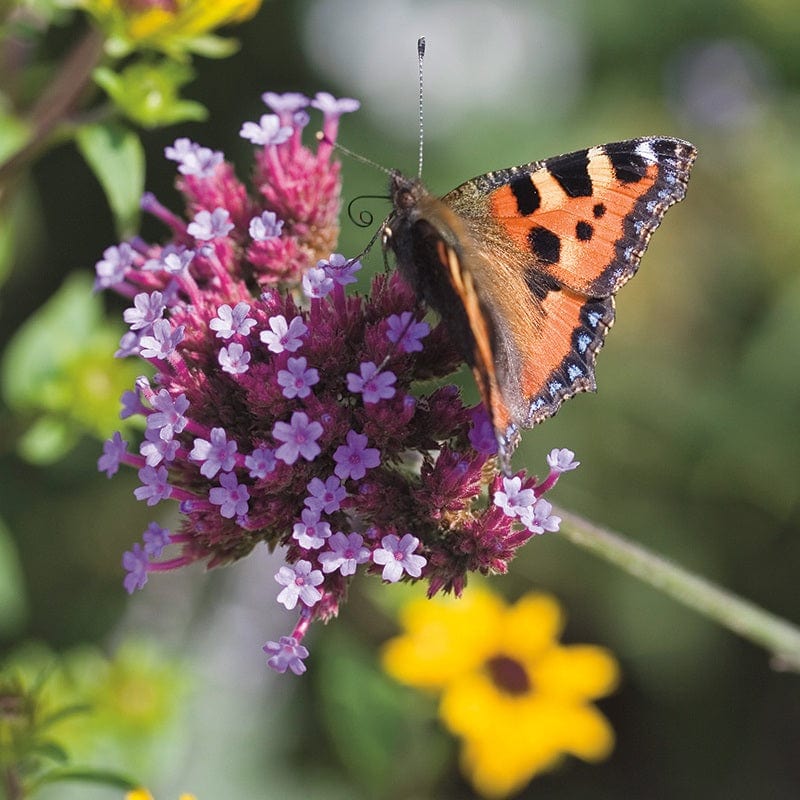 dt-brown FLOWER SEEDS Verbena bonariensis Flower Seeds