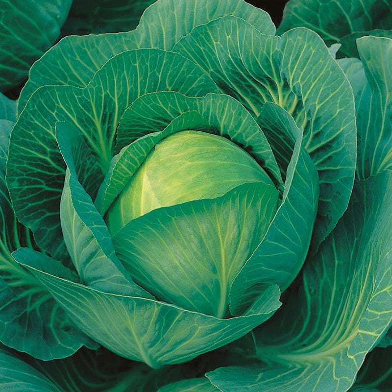 dt-brown VEGETABLE SEEDS Cabbage Sherwood F1 AGM Seeds