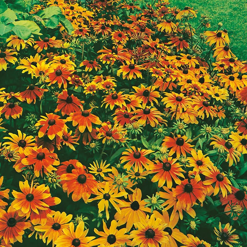 dt-brown FLOWER SEEDS Rudbeckia Rustic Dwarfs Mixed Flower Seeds