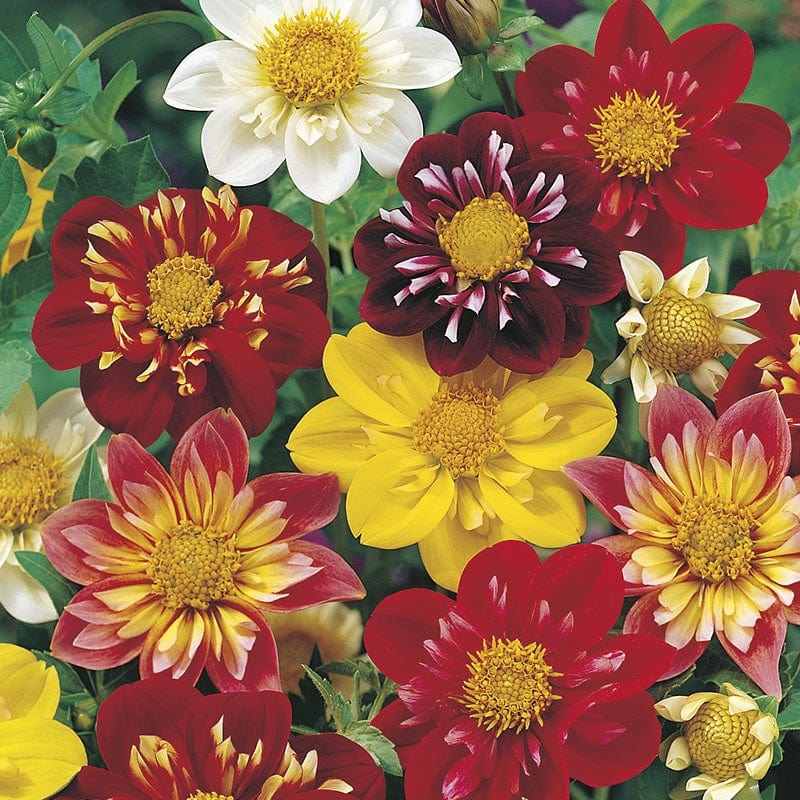 dt-brown FLOWER SEEDS Dahlia Collarette Dandy Mixed Flower Seeds