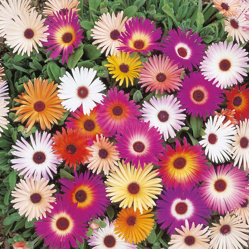 dt-brown FLOWER SEEDS Mesembryanthemum Harlequin Mixed Flower Seeds