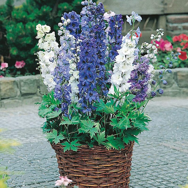 dt-brown FLOWER SEEDS Delphinium Fountains Mixed Flower Seeds