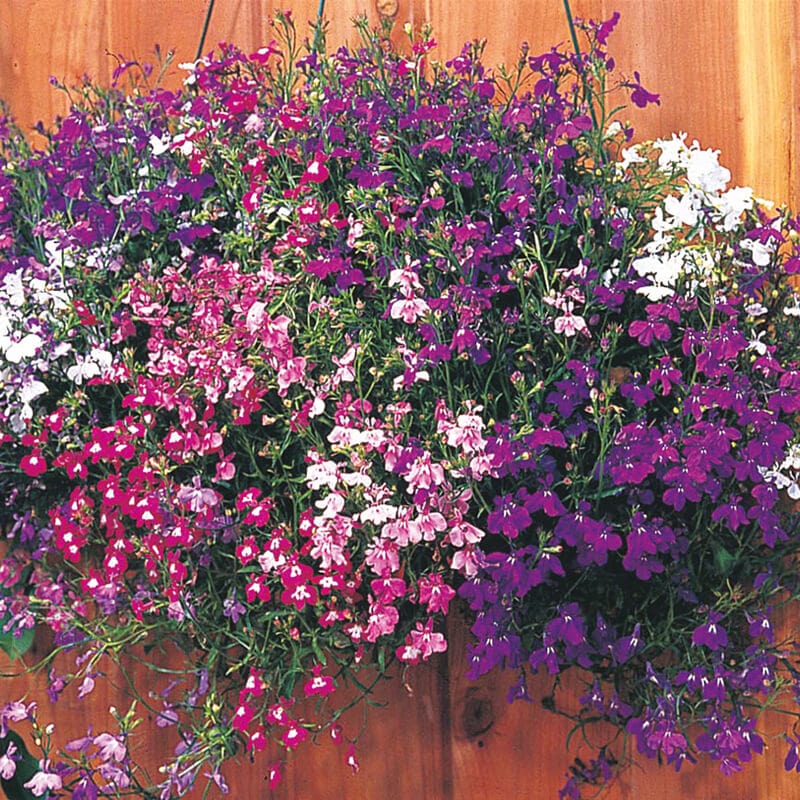 dt-brown FLOWER SEEDS Lobelia (Trailing) Regatta Mixture Flower Seeds