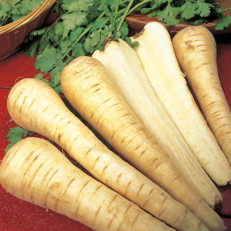 dt-brown VEGETABLE SEEDS Parsnip Tender & True AGM Seeds